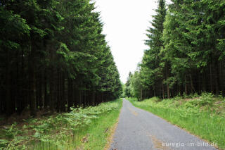 Wanderweg auf dem "Grünklosterberg" südlich von Roetgen