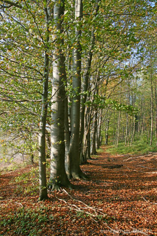 Wanderweg auf dem Schneeberg 