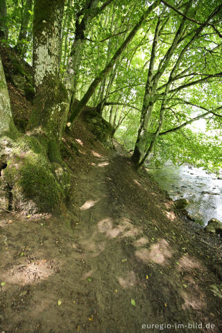 Wanderweg entlang dem Ahbach zum Dreimühlenwasserfall