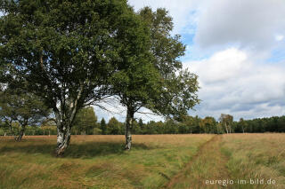 Wanderweg im Hohen Venn, Kutenhart