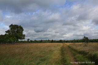 Wanderweg im Kutenhart, Hohes Venn, B