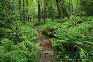 Wanderweg im Tal der Weser / Vesdre bei Roetgen