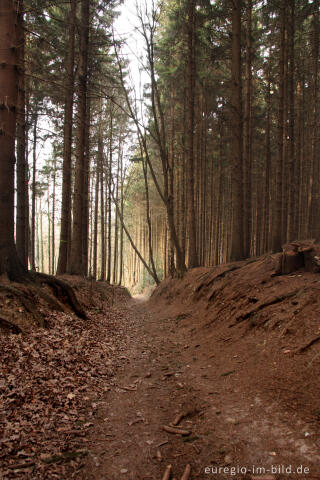 Wanderweg im Vijlenerbos, NL