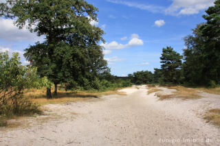 Wanderweg in der Brunssummerheide