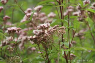 Wasserdost, Eupatorium cannabinum