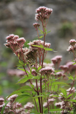 Wasserdost, Eupatorium cannabinum