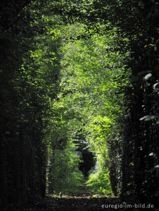 Weg in der Soers bei Aachen