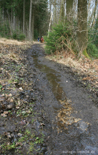 Weg oder Bach?  Eifelsteig, 1. Etappe 