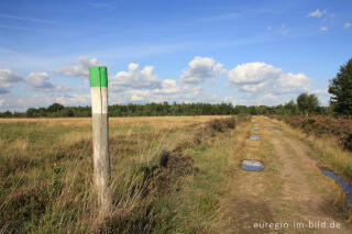 Wegmarkierung in der Drover Heide