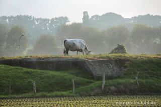 Weidende Kuh auf einer Bunkerruine bei Aachen-Horbach