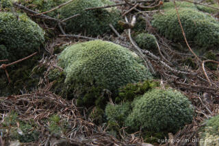 Weißmoos, Leucobryum glaucum