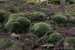 Weißmoos, Leucobryum glaucum