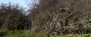 Westwall bei Aachen-Schmithof