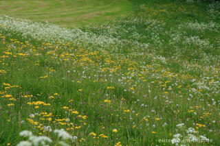 Wiese im Naturschutzgebiet Mönchsfelsen, Hahn bei Walheim