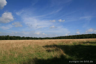 Wiese im Rakkesch bei Roetgen