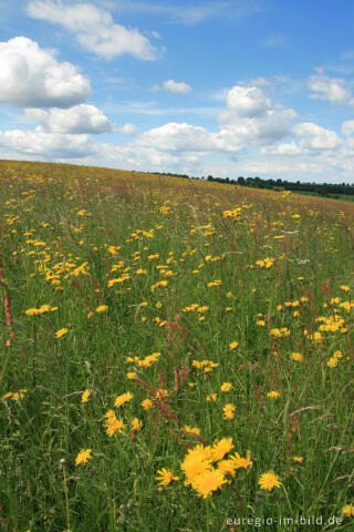 Wiese mit Sauerampfer und Wiesen-Pippau in der Eifel