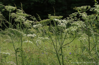 Wiesenblumen am Wegrand im mittleren Ourtal