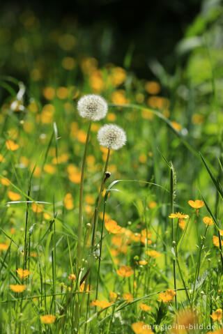 Wiesenblumen im Irsental zwischen Reipeldingen und Eschfeld