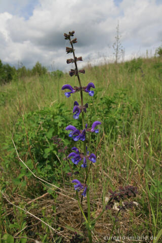 Wiesensalbei, Salvia pratensis