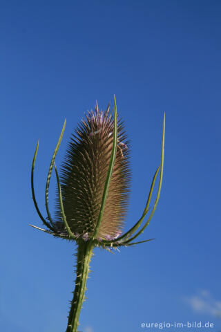 Wilde Karde, Dipsacus fullonum, Nordefel