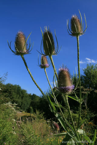 Wilde Karde, Dipsacus fullonum, Nordefel