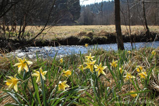 Wilde Narzissen beim Perlenbach in der Eifel