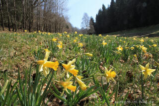 Wilde Narzissen entlang der "Narzissen-Route"  Perlenbach- Fuhrtsbachtal