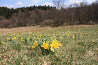 Wilde Narzissen im Fuhrtsbachtal in der Eifel