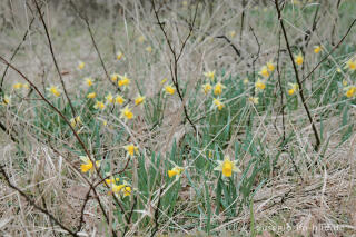 Wilde Narzissen ( Narcissus pseudonarcissus )