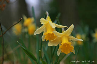 Wilde Narzissen ( Narcissus pseudonarcissus )