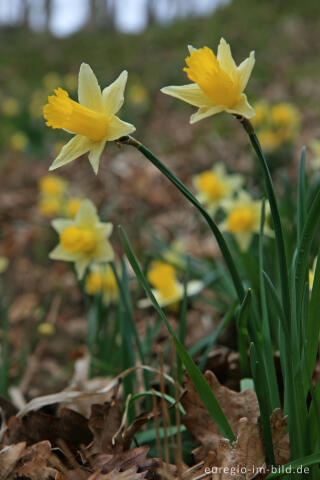 Wilde Narzissen ( Narcissus pseudonarcissus )