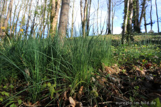 Wilder Schnittlauch, Allium schoenoprasum