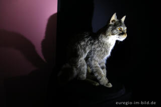 Wildkatze in der Ausstellung "Waldgeheimnisse" im Nationalparktor Heimbach