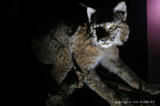 Wildkatze in der Ausstellung "Waldgeheimnisse" im Nationalparktor Heimbach