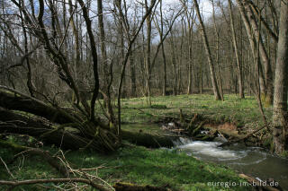 Wildnarzissen mit Hohnbach