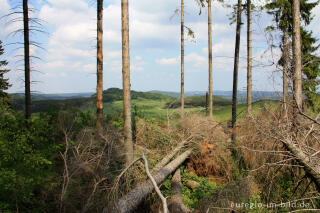 Windbruch in einem Fichtenwald, Nerother Kopf, Vulkaneifel