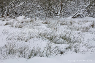 Winter im Kranzbruch bei Simmerath in der Eifel