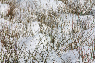 Winter im Kranzbruch bei Simmerath in der Eifel