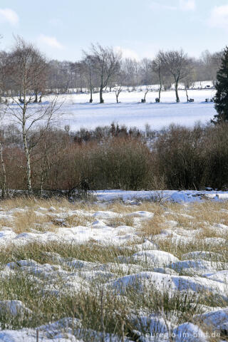 Winter im Paustenbacher Venn, Eifel