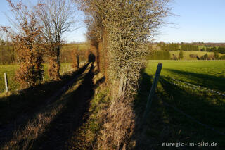 Winterliche Landschaft in der westlichen Schnee-Eifel