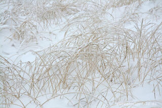 Winterliches Pfeifengras im Hohen Venn