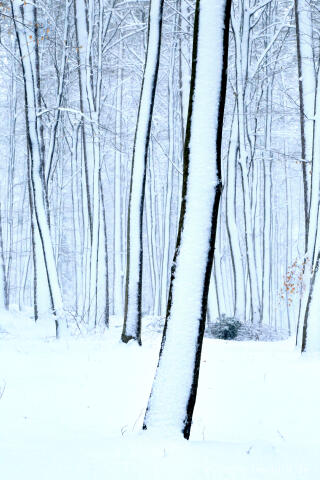 Winterspaziergang bei der Eupener Talsperre