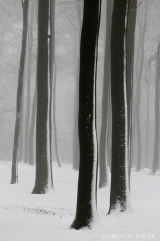 Winterwald bei Rodt (St. Vith) in den Ardennen