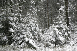 Winterwald im Hohen Venn