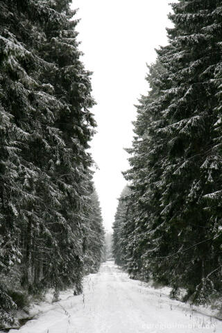 Winterwald im Hohen Venn