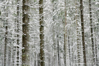 Winterwald im Hohen Venn