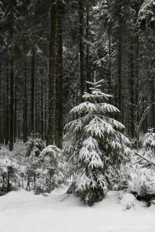 Winterwald im Hohen Venn