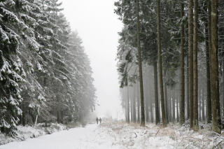 Winterwald im Hohen Venn