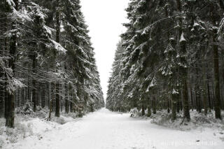 Winterwald im Hohen Venn