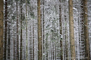 Winterwald im Hohen Venn